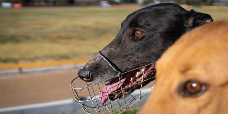 Greyhound head shot