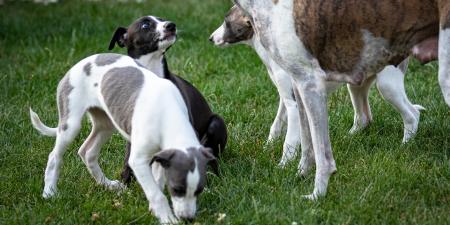 Greyhounds