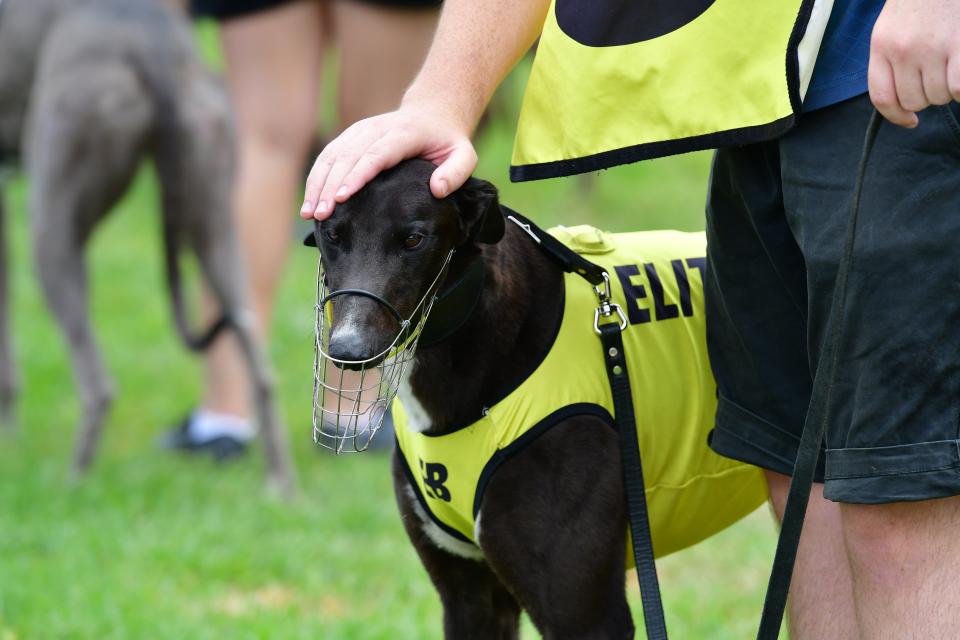 Greyhound head pat