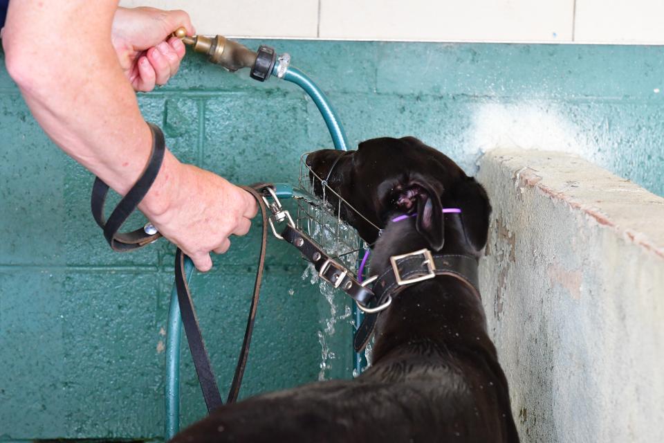 Greyhound drinking