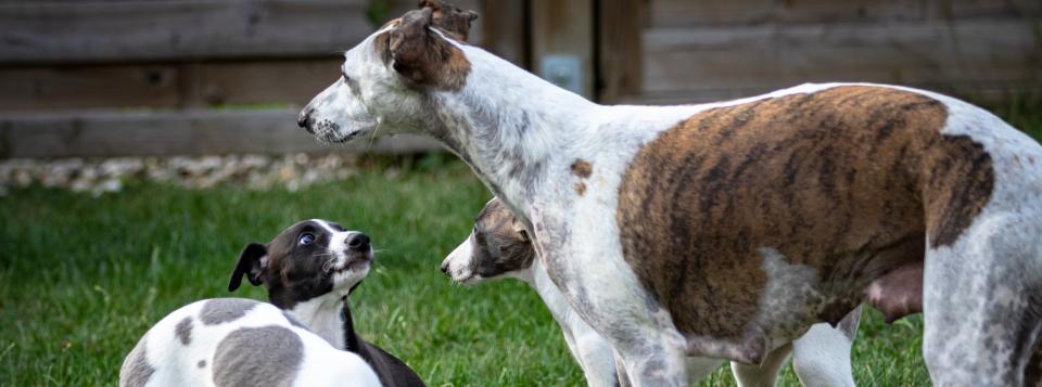 Greyhound pups