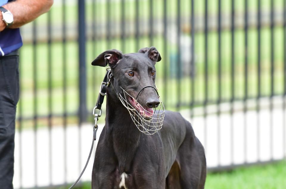 Dog at Richmond track