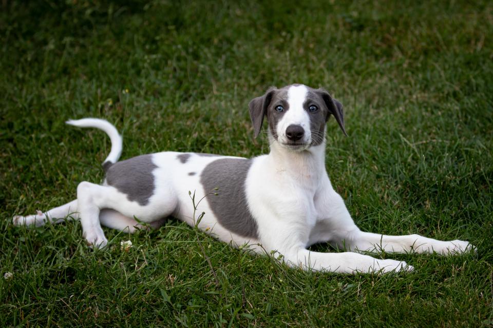 Puppy
