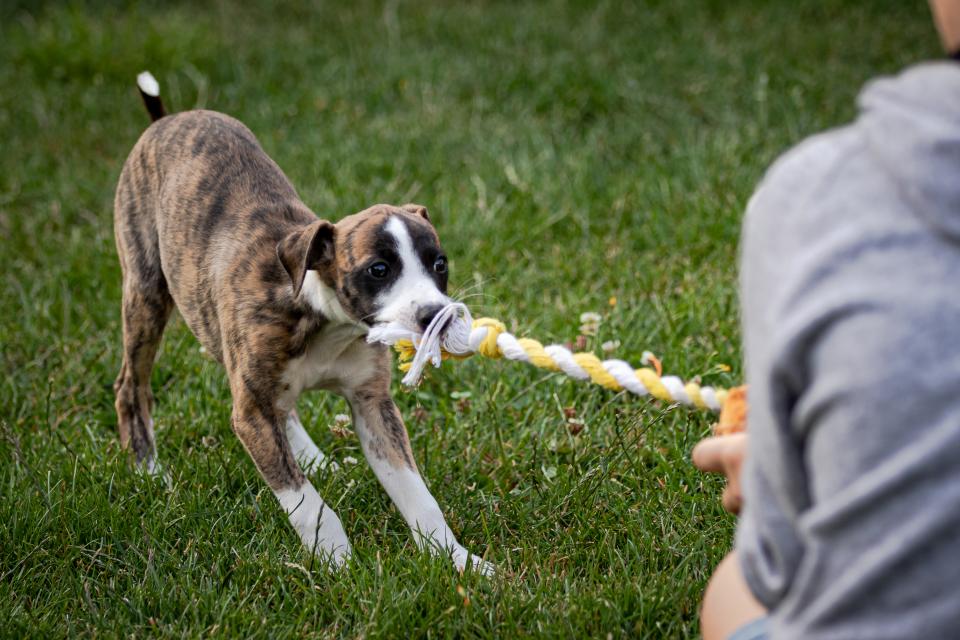 Puppy playing with rope