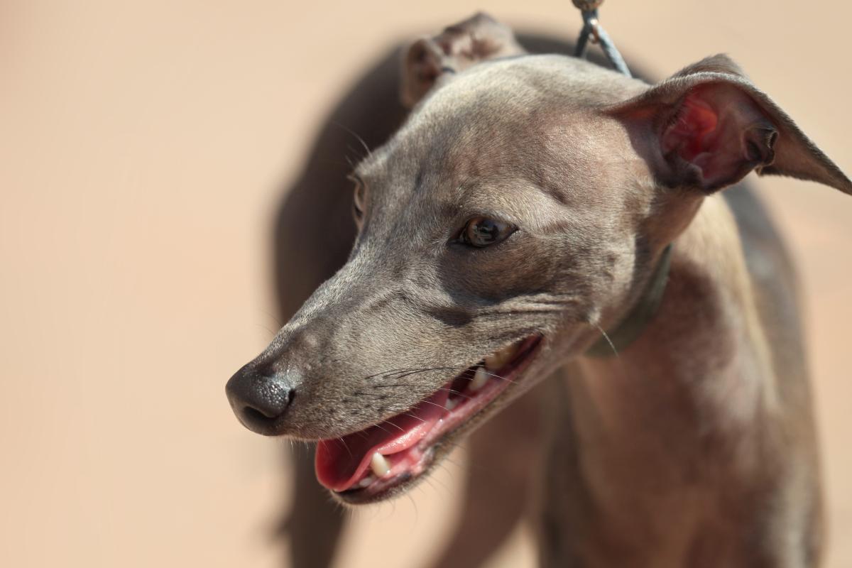 Greyhound